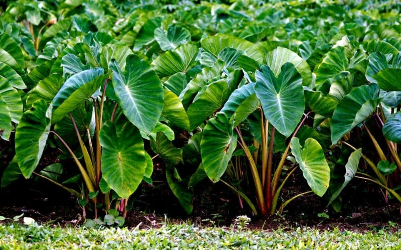 Biện pháp canh tác bền vững với cây bình tinh