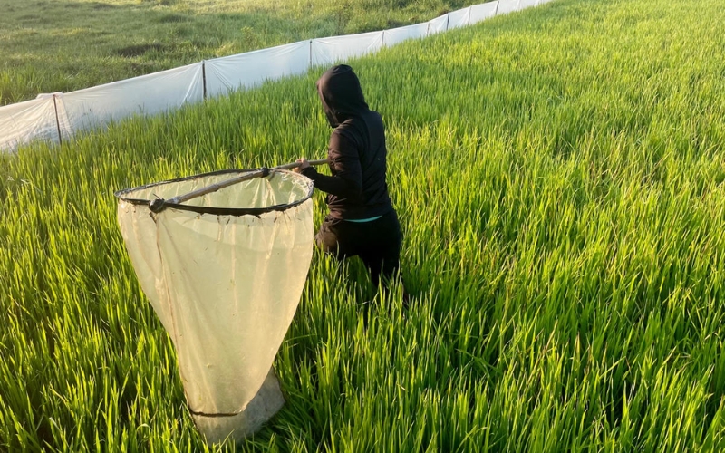 Biện pháp thủ công tiêu diệt cào cào lúa