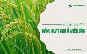 các giống lúa năng suất cao ở miền Bắc