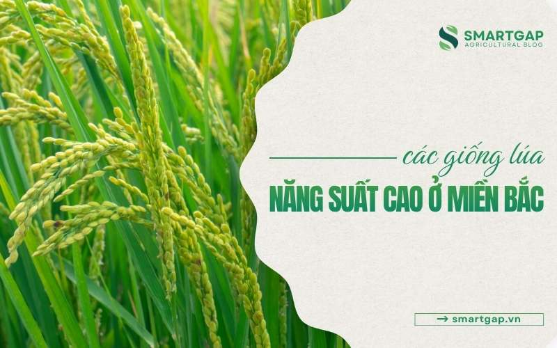 các giống lúa năng suất cao ở miền Bắc