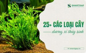 các loại cây dương xỉ thủy sinh