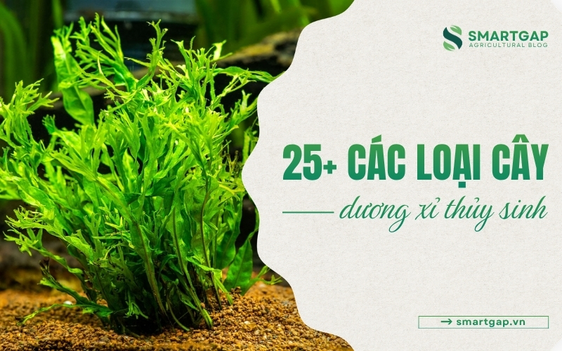 các loại cây dương xỉ thủy sinh