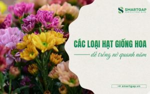 các loại hạt giống hoa dễ trồng