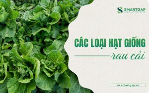 các loại hạt giống rau cải