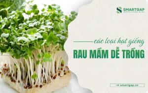 các loại hạt giống rau mầm dễ trồng