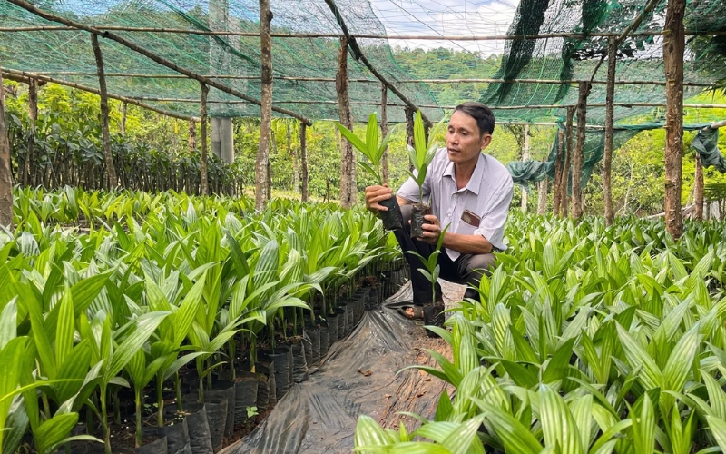 Các lỗi thường gặp khi ươm cau giống