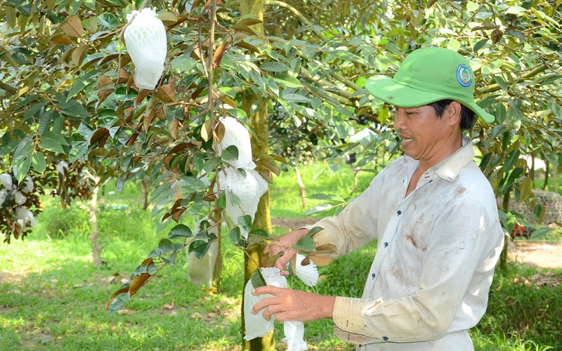 cách chăm sóc cây vú sữa sau khi khoanh vỏ