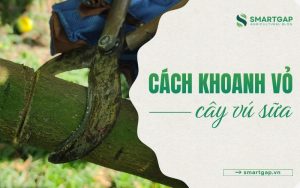 cách khoanh vỏ cây vú sữa