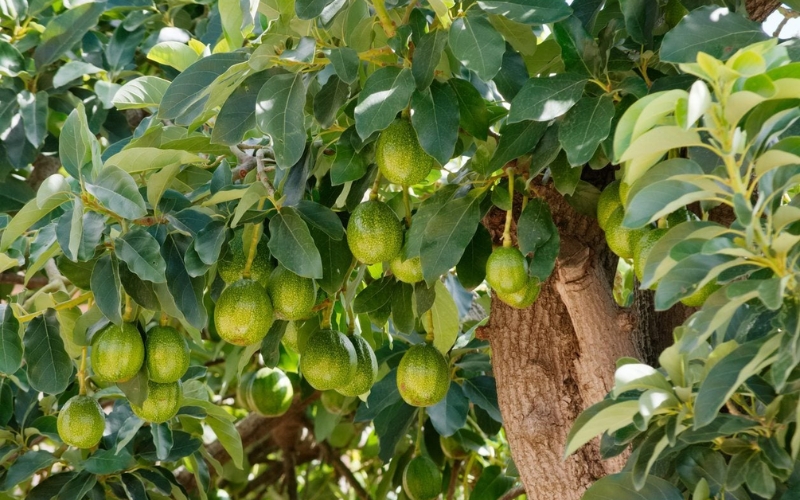 Cách làm cho cây bơ ra quả
