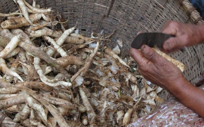 Cách thu hoạch và bảo quản củ bình tinh