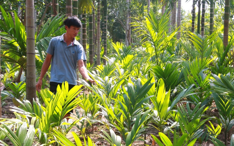 cách trồng cây cau giống lấy quả
