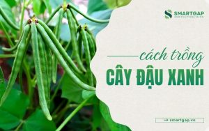 cách trồng cây đậu xanh