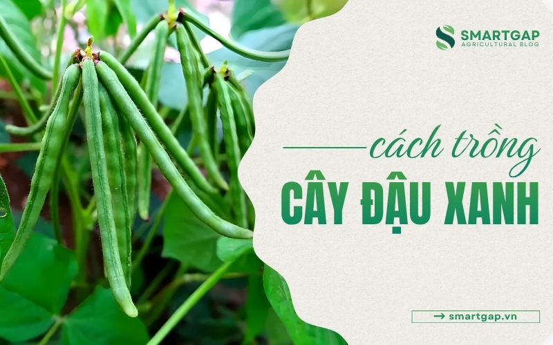 cách trồng cây đậu xanh