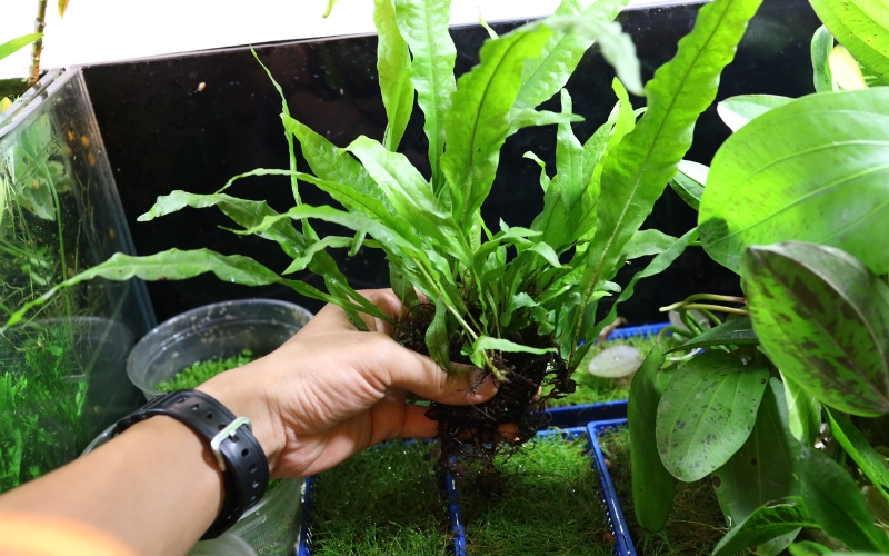cách trồng cây dương xỉ thủy sinh