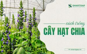 cách trồng cây hạt chia