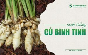 cách trồng củ bình tinh