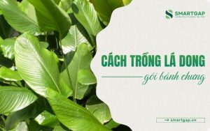 cách trồng lá dong