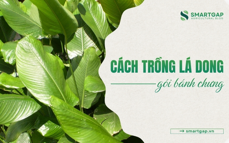 cách trồng lá dong