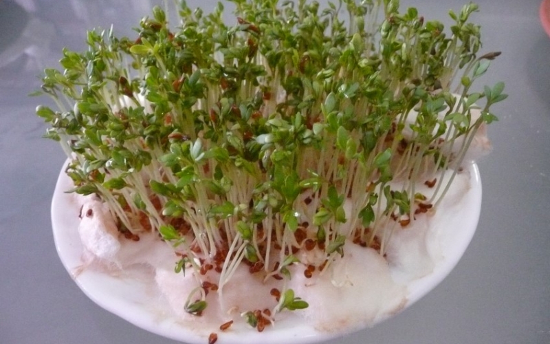 Cách trồng rau mầm bằng bông gòn​