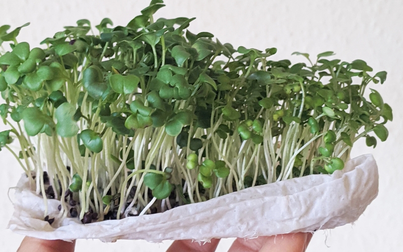 Cách trồng rau mầm bằng giấy ăn​