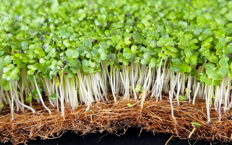Cách trồng rau mầm bằng xơ dừa