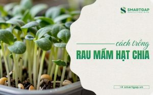 cách trồng rau mầm hạt chia