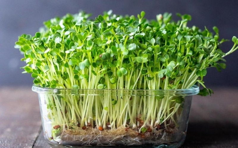 Cách trồng rau mầm hạt chia bằng xơ dừa