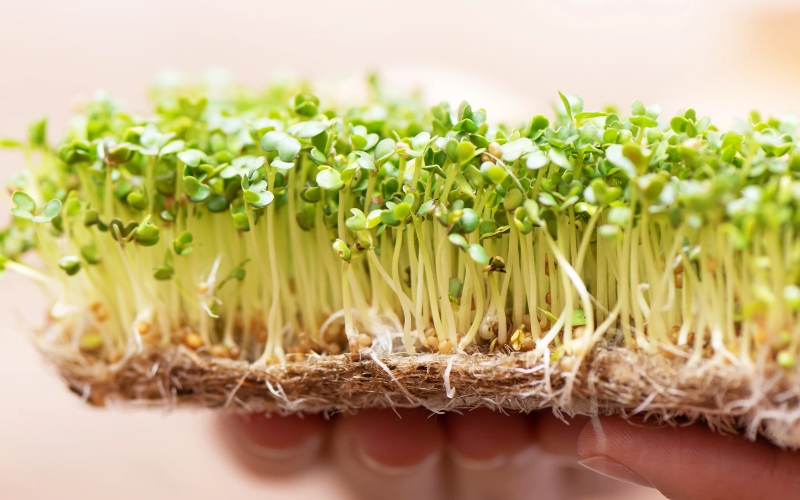 Cách trồng rau mầm thủy canh​
