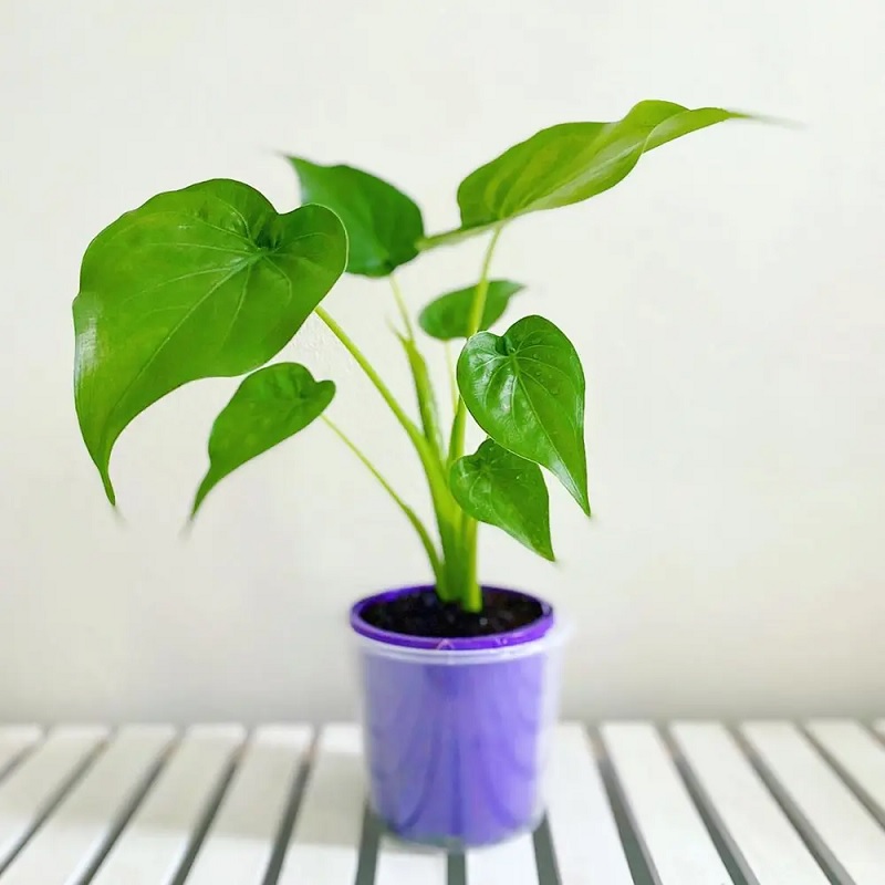 Cách trồng và chăm sóc cây tai Phật