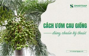 cách ươm cau giống