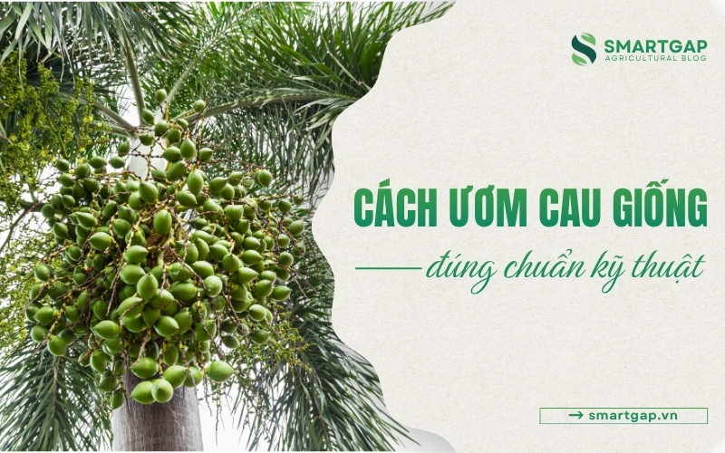 cách ươm cau giống