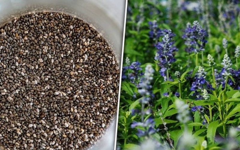 Chuẩn bị trước khi trồng cây hạt chia
