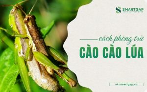 cào cào lúa là gì