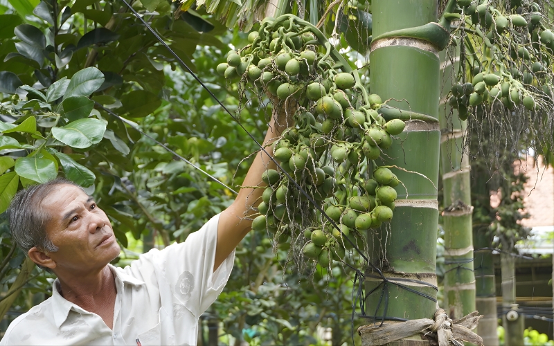 Cây cau trồng bao nhiêu năm cho quả