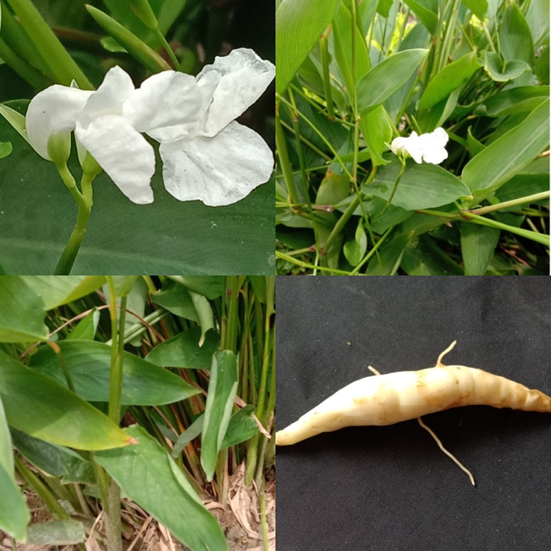 Cây củ bình tinh là gì