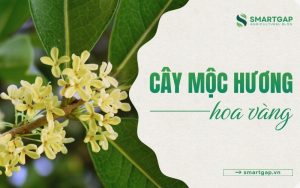 cây mộc hương hoa vàng là gì