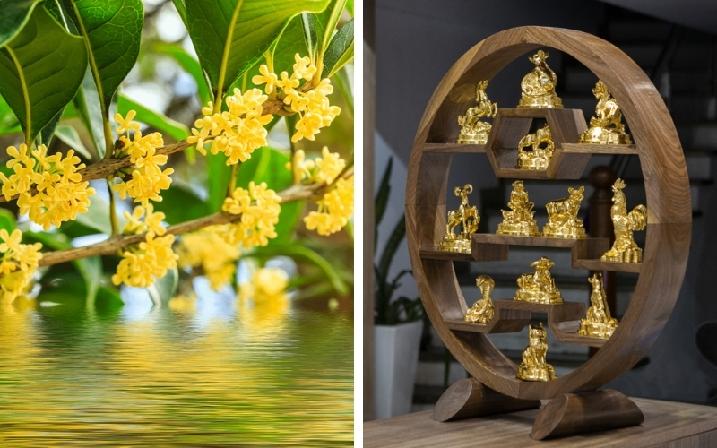 Cây mộc hương hoa vàng hợp tuổi gì