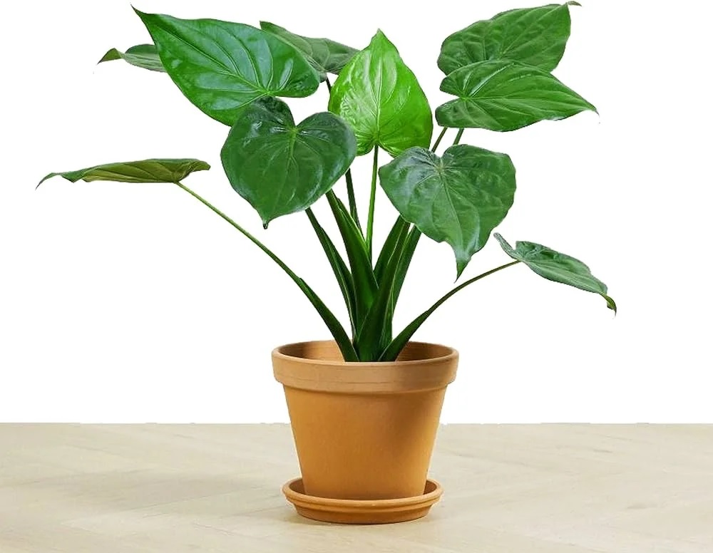 Cây tai Phật có độc không