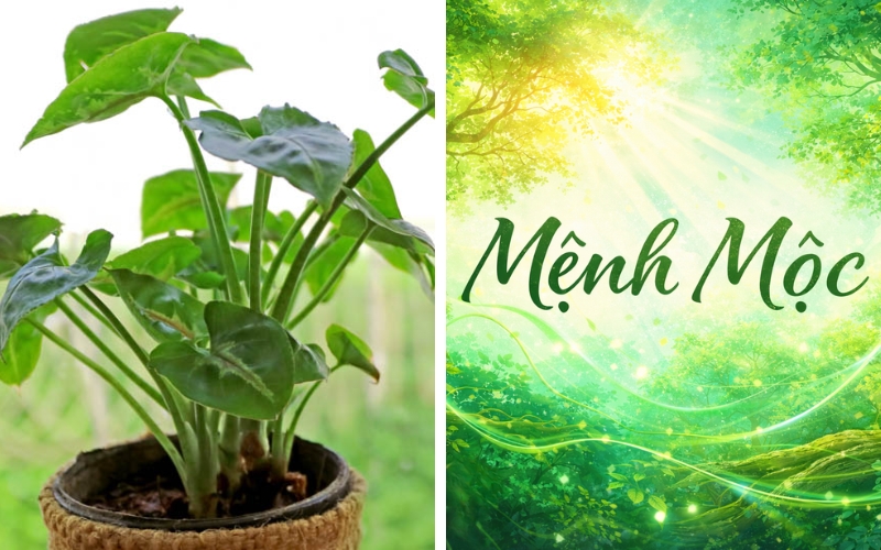 Cây tai Phật hợp mệnh gì