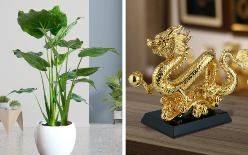 Cây tai Phật hợp tuổi gì