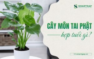 cây tai Phật hợp tuổi gì