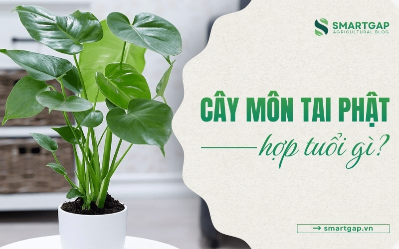 cây tai Phật hợp tuổi gì