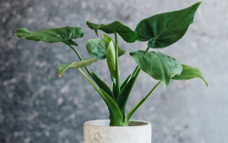 Cây tai Phật là cây gì