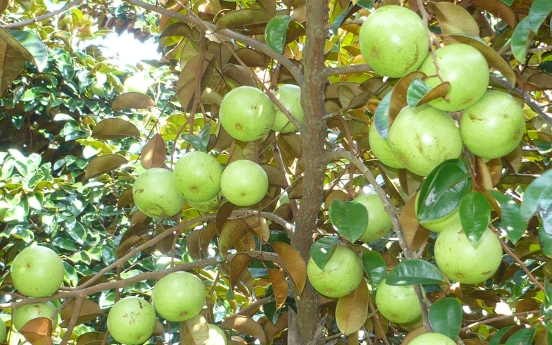 Chọn cành khỏe mạnh để khoanh vỏ