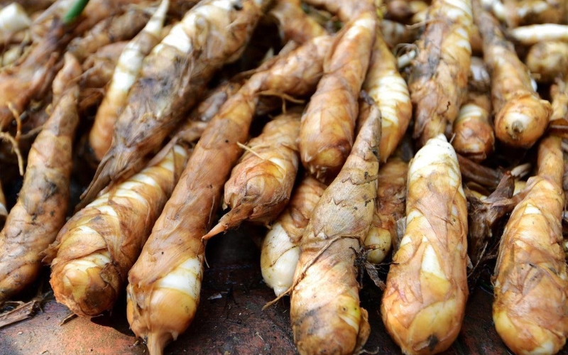 Chọn củ giống chất lượng