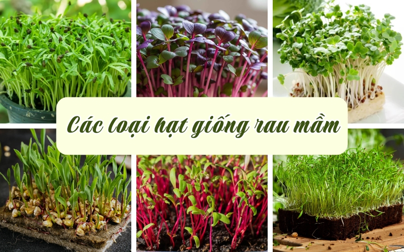 Tiêu chí chọn hạt giống rau mầm chất lượng