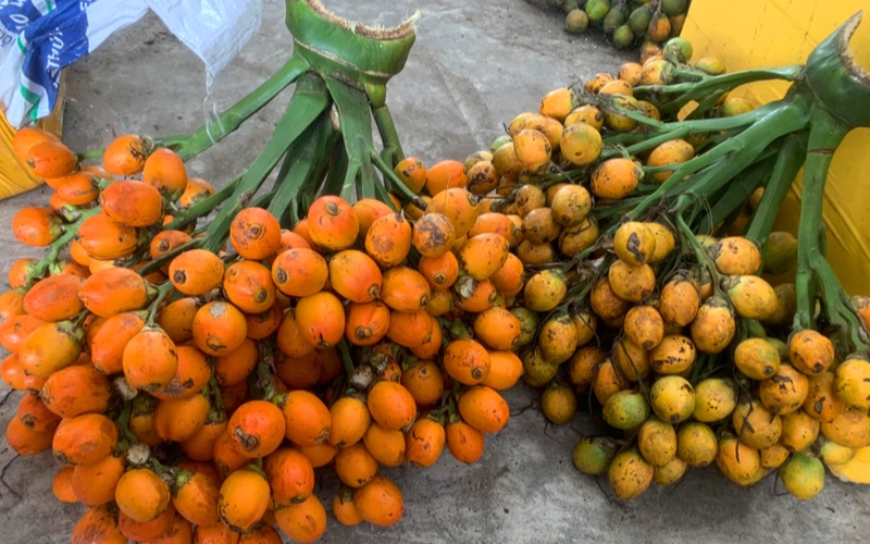 Chọn quả cau làm giống chất lượng