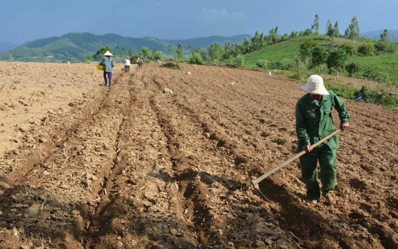 Chuẩn bị đất trồng đậu xanh