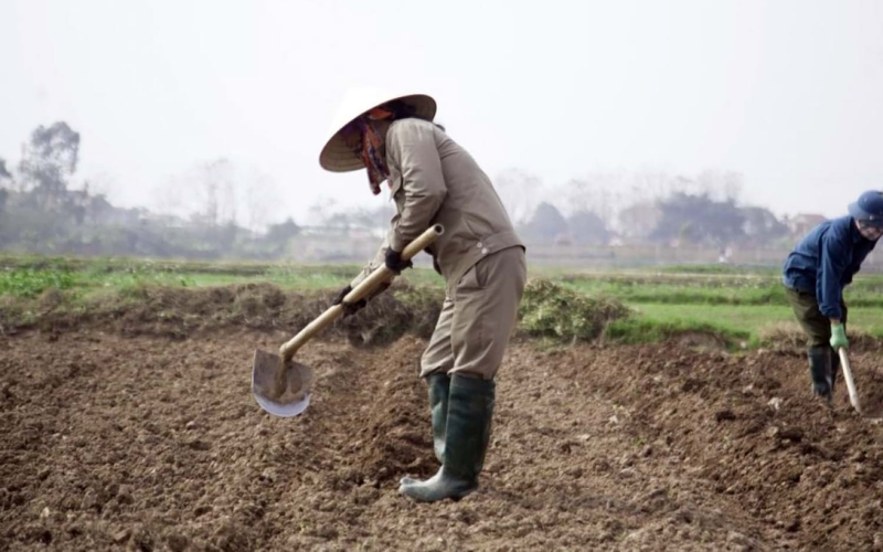 Chuẩn bị đất trồng và bón lót