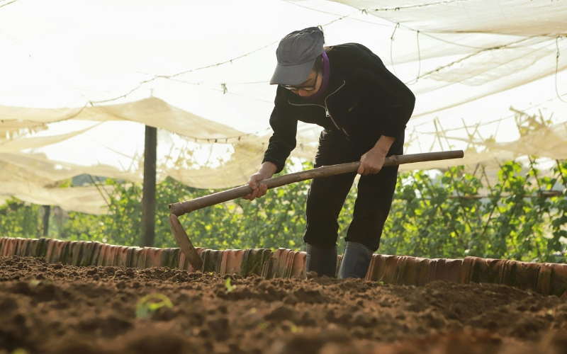 Chuẩn bị đất trồng và đào hố